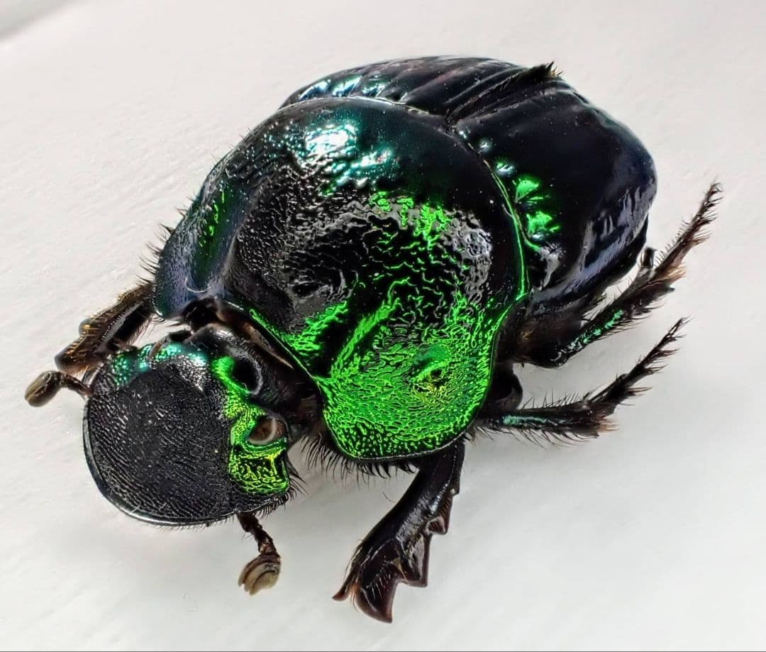 デーモンニジダイコクコガネ　ペア