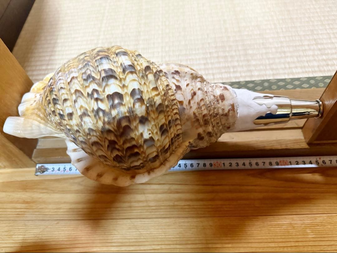 特大43㎝修験道法螺貝　山伏　密教　魔除け　熊よけ❣️ホラガイ　ほら貝