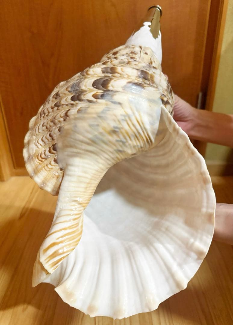 特大43㎝修験道法螺貝　山伏　密教　魔除け　熊よけ❣️ホラガイ　ほら貝