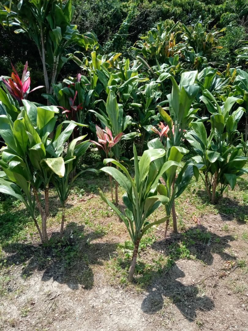 ハワイ産沖縄育ちの\"ティーリーフ”