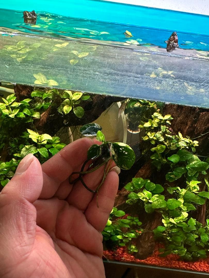 アヌビアスナナ-斑入りキングAnubias Variegated King 3本