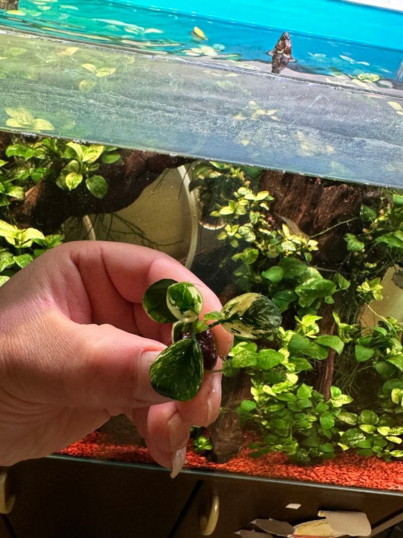 アヌビアスナナ-斑入りキングAnubias Variegated King 3本