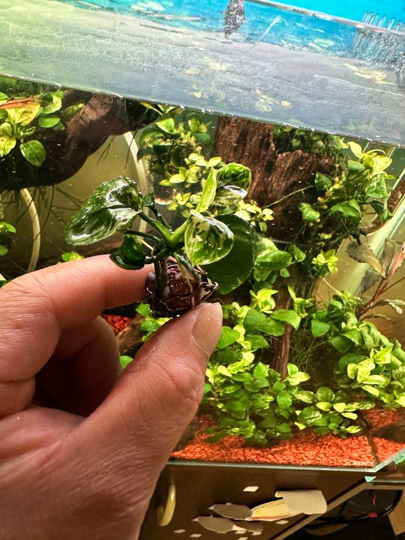 アヌビアスナナ-斑入りキングAnubias Variegated King 3本