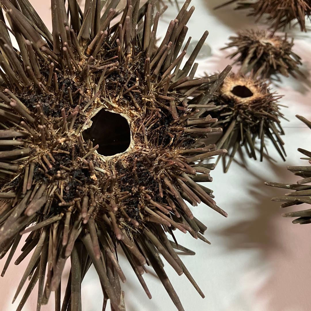 ウニ／クロウニ棘付き標本5個　No.157