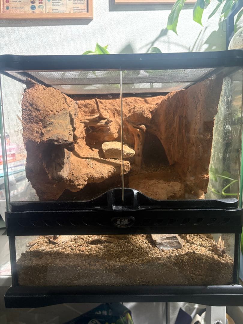 グラステラリウムレイアウト品