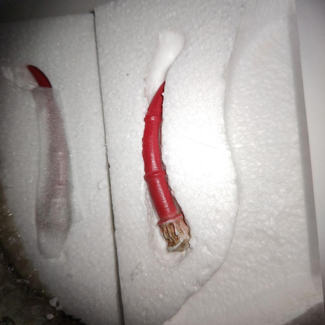 アルバトロスジャパン　帰ってきたウルトラマン オクスター　フィギュア