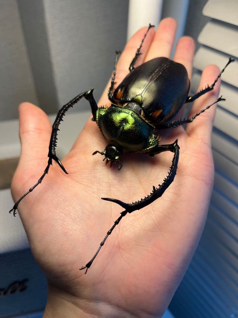 【73mm】ヤンソニーテナガコガネ　カメムシサシガメ甲虫昆虫標本ハムシフンチュウ