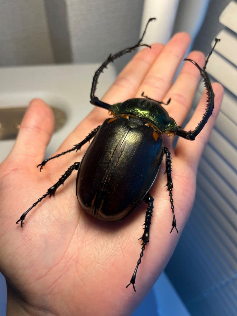 【73mm】ヤンソニーテナガコガネ　カメムシサシガメ甲虫昆虫標本ハムシフンチュウ