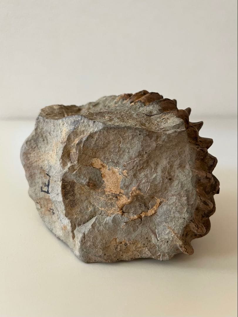 アンモナイト化石