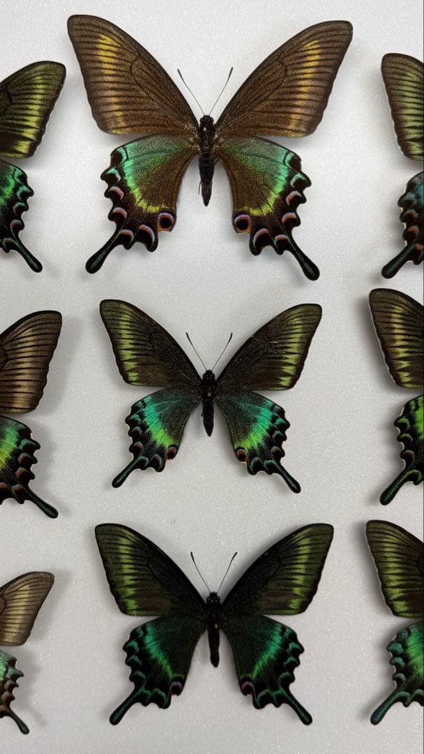 北海道産　極美品 北海道産 ミヤマカラスアゲハ