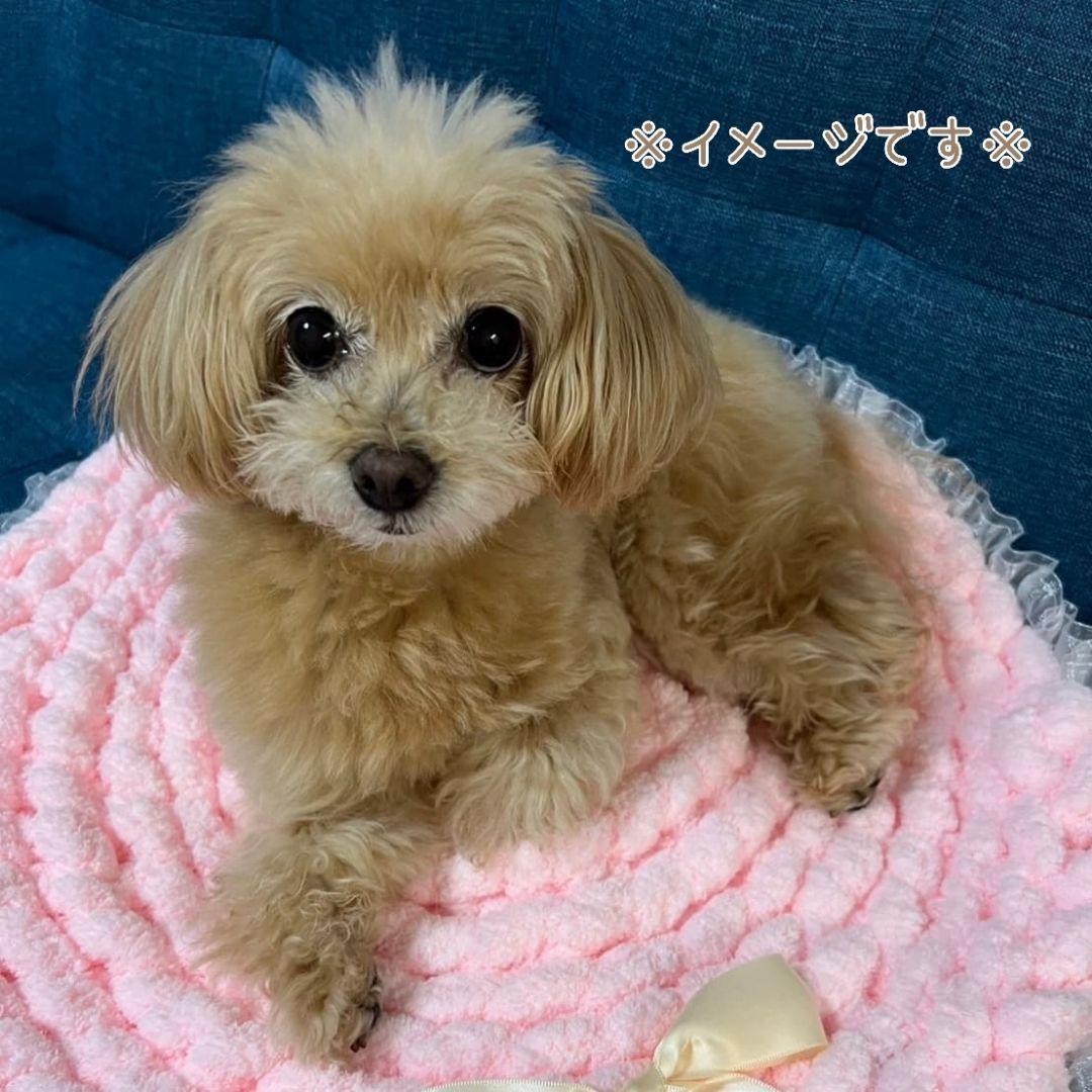 レース付カフェマット  お昼寝マット ペットマット　オーダー承ります