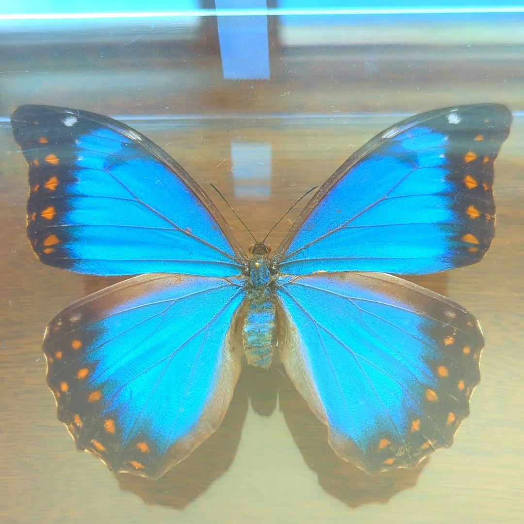 アナクシビアモルフォ　メス　蝶　標本　蝶　美麗　希少　激レア　昆虫　青い宝石