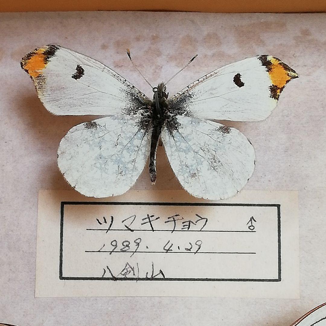 【蝶標本】北海道　7種類