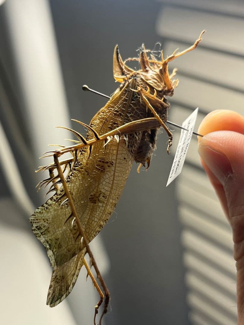 サルオガセギスキリギリスカマドウマバッタ直翅類コロギスリオックカマキリ標本