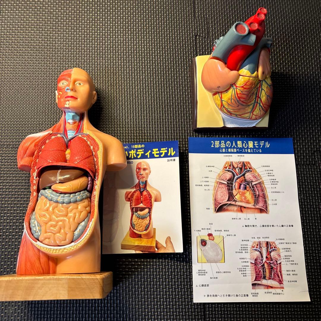 人体模型、心臓模型のセット (EVOTECH SCIENTIFIC)