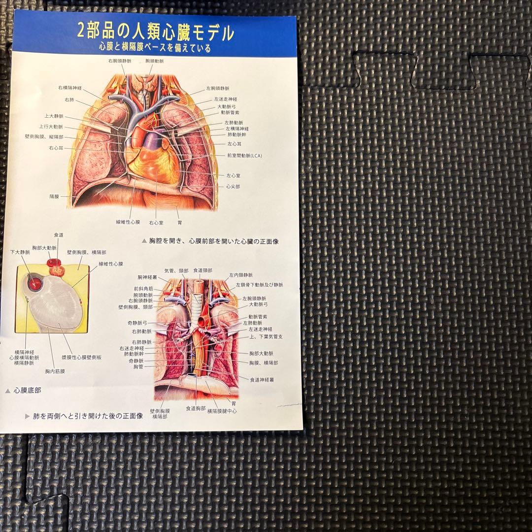 人体模型、心臓模型のセット (EVOTECH SCIENTIFIC)