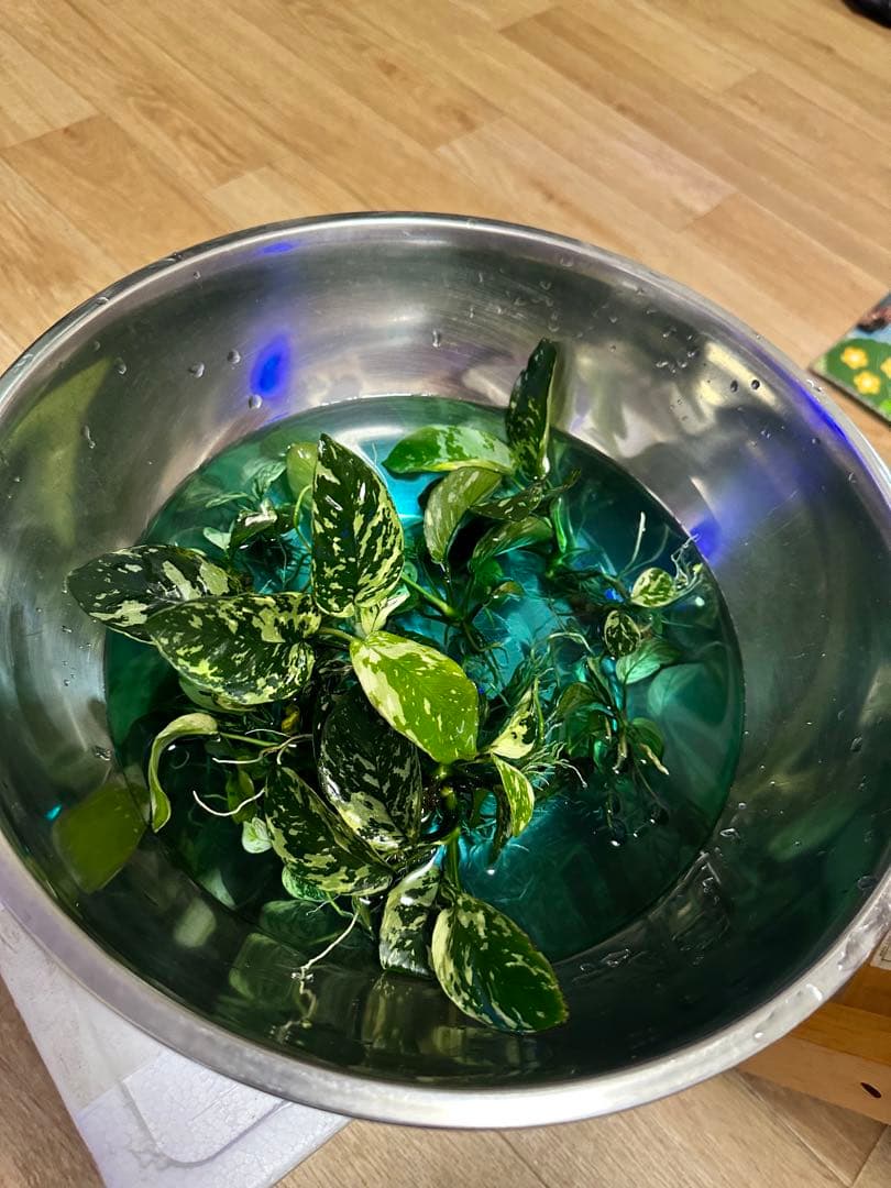 アヌビアスナナ　斑入りキング　5株