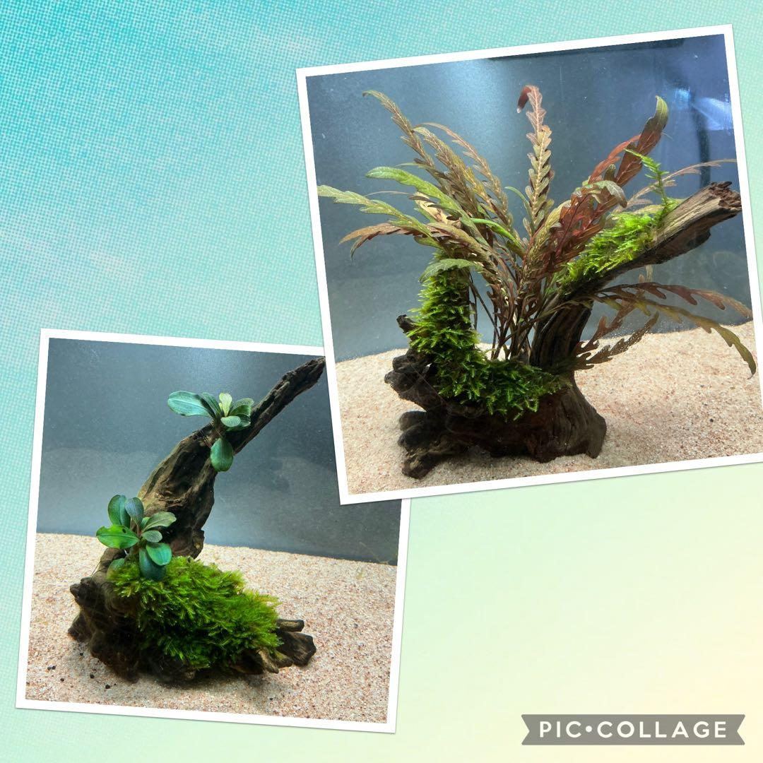 【第四種郵便】ジャイアント南米モス活着ティア付流木12cmとピンナ流木