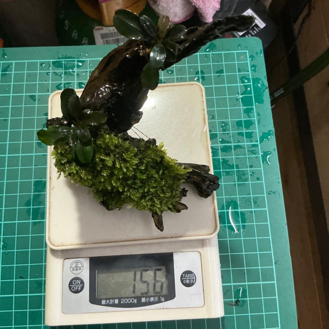 【第四種郵便】ジャイアント南米モス活着ティア付流木12cmとピンナ流木