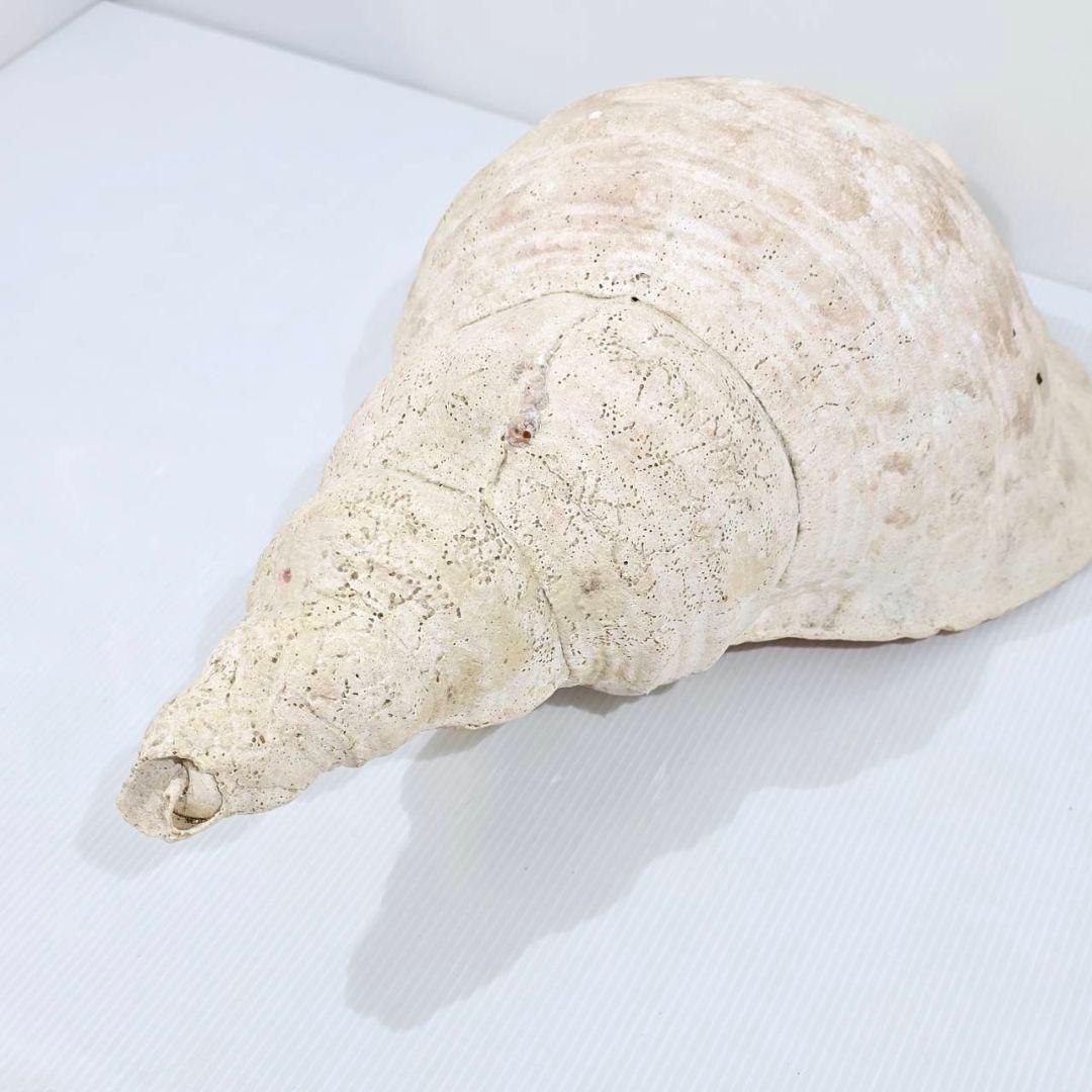 法螺貝 魔除け ほら貝 ホラ貝 40cm 巨大 オブジェ