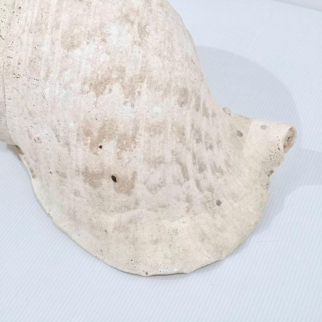 法螺貝 魔除け ほら貝 ホラ貝 40cm 巨大 オブジェ