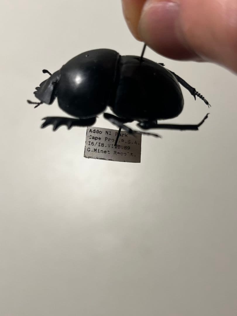 【35mm】ピンポンタマオシコガネ 飛べないフンコロガシ オオニジダイコクコガネ