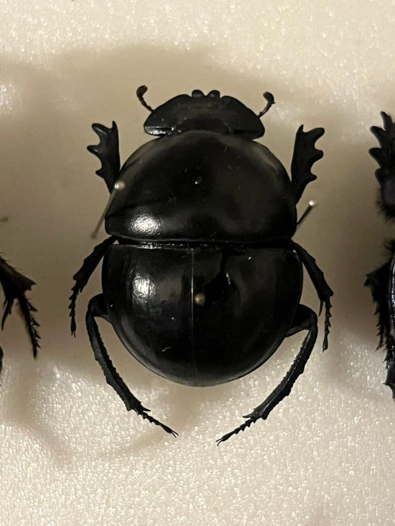 【35mm】ピンポンタマオシコガネ 飛べないフンコロガシ オオニジダイコクコガネ