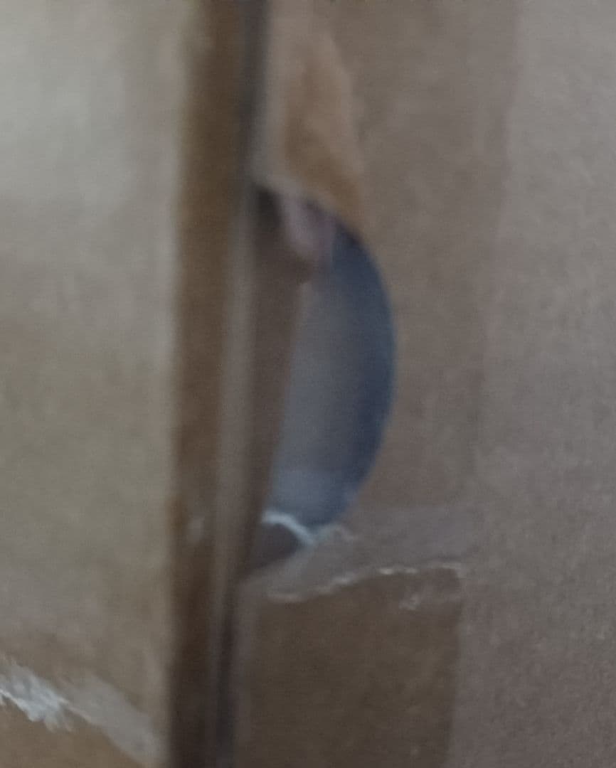 ROBOT魂 プロトタイプ・ドム ～MS MUSEUM～ 新品未開封