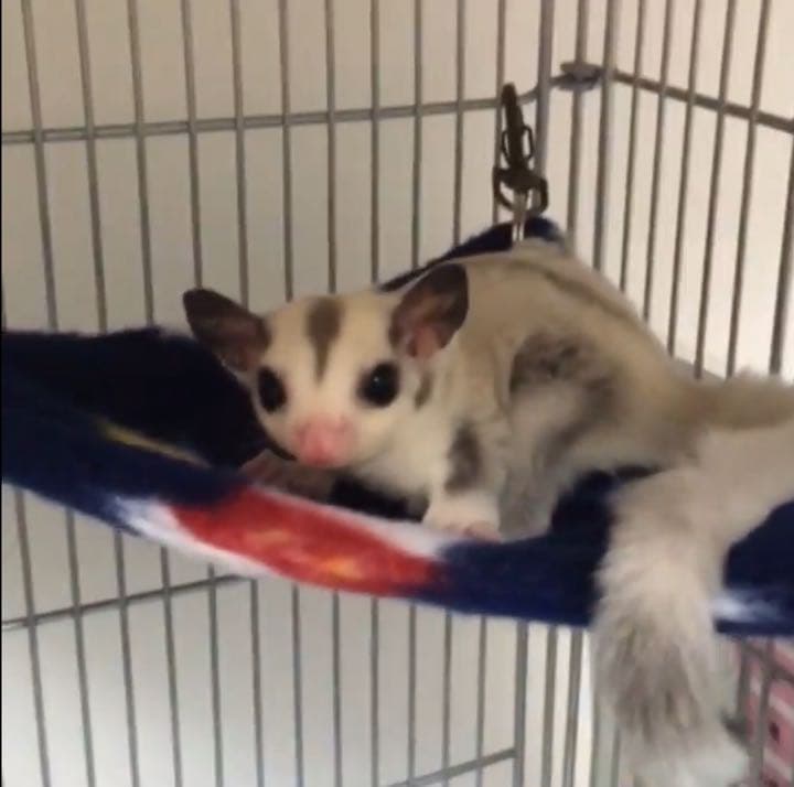 三角コーナーハンモック(うさぎ・和柄)  夏仕様  1200円