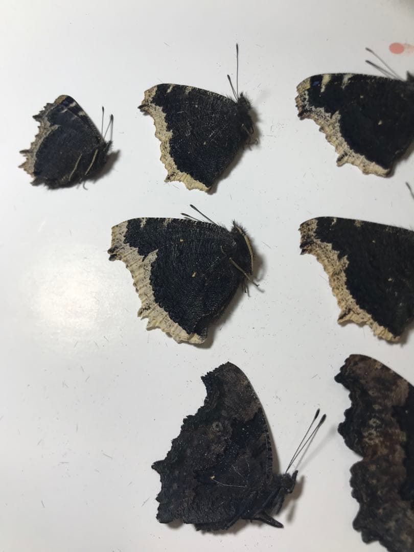 2025年産キベリタテハ11頭など