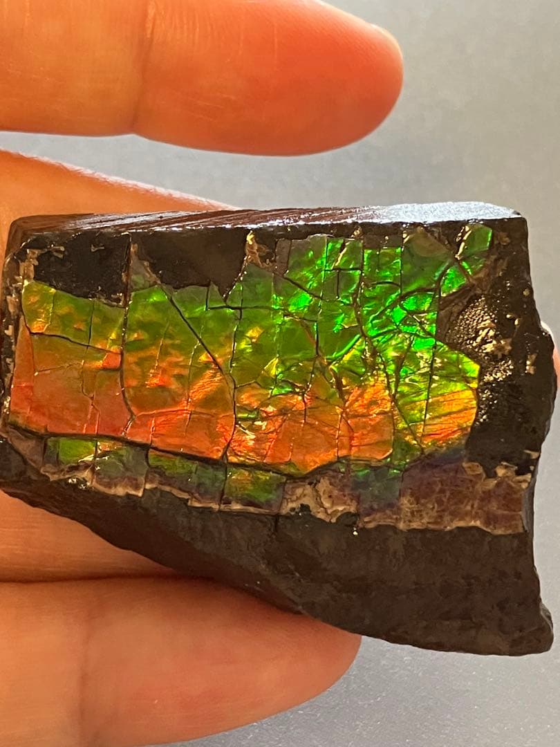 化石　原石　アンモライト　アンモナイト　幅4.4cm カナダ産　置物　箱付き