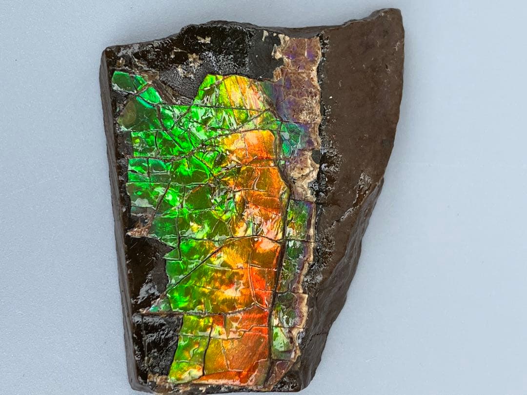 化石　原石　アンモライト　アンモナイト　幅4.4cm カナダ産　置物　箱付き