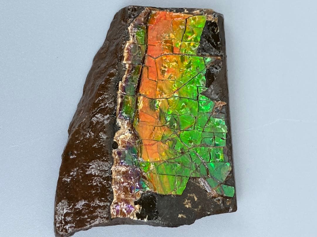 化石　原石　アンモライト　アンモナイト　幅4.4cm カナダ産　置物　箱付き