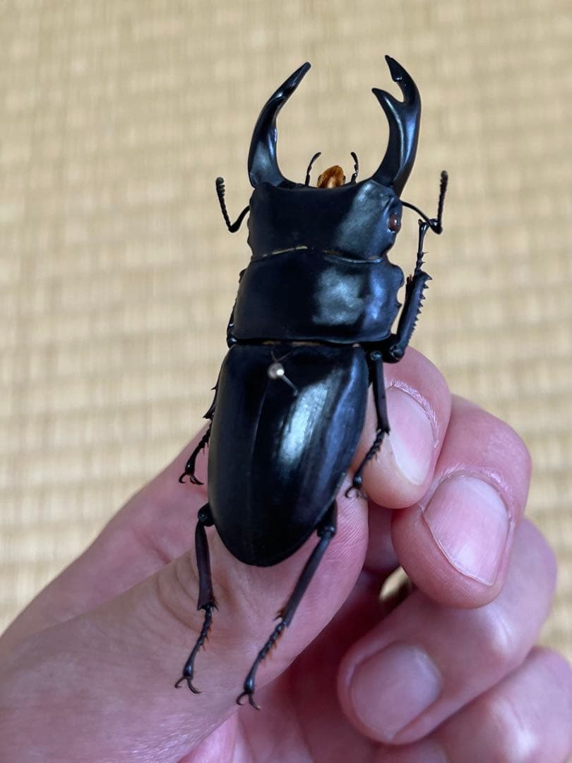 く*ま様 オオクワガタWD 樹液採集個体68㎜