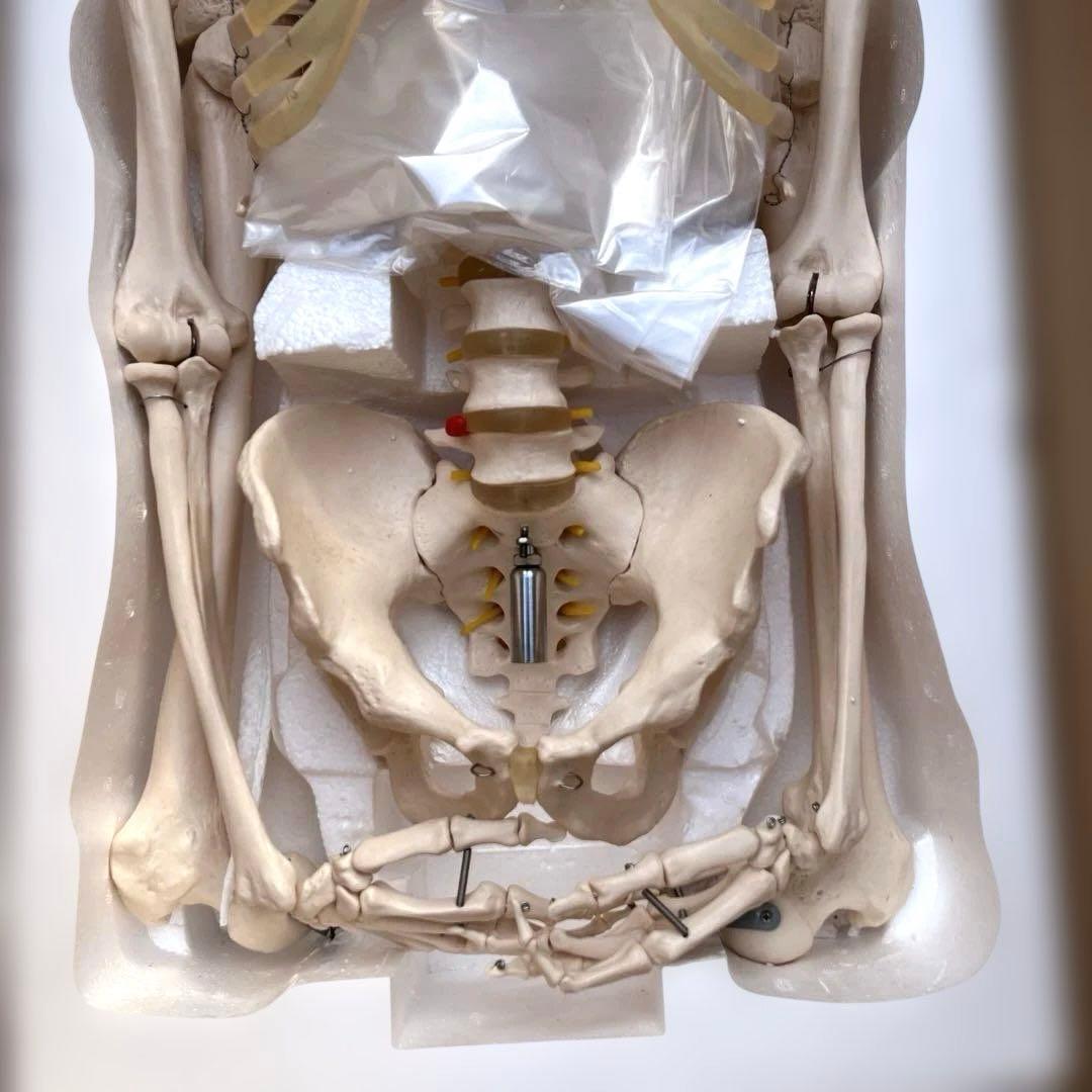 可動関節付き全身骨格模型 等身大約180cmキャスター付き