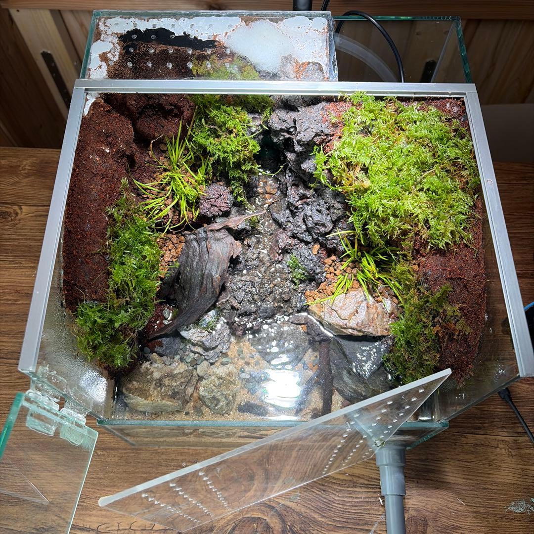 沢のあるアクアテラリウム