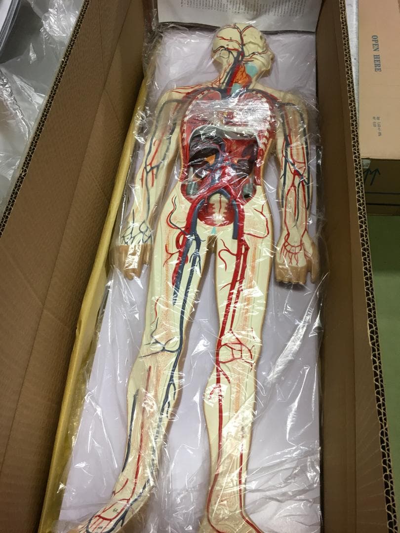 人体模型 循環系血管モデル 1/2サイズ 2パーツ