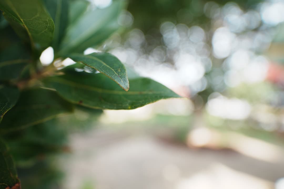 【極美品】SONY SEL11F18 超広角レンズ APS-C Eマウント