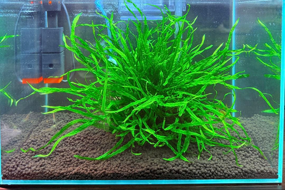 ミクロソリウム　ナローリーフ　超大株