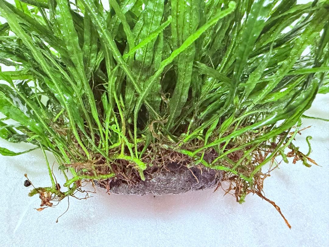 ミクロソリウム　ナローリーフ　超大株