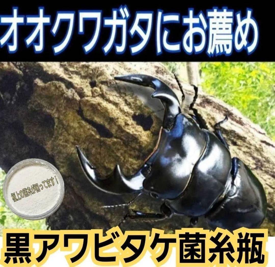 ニジイロクワガタにお薦め！黒アワビタケ菌糸瓶【８本】オオクワ、ヒラタ、ノコギリに