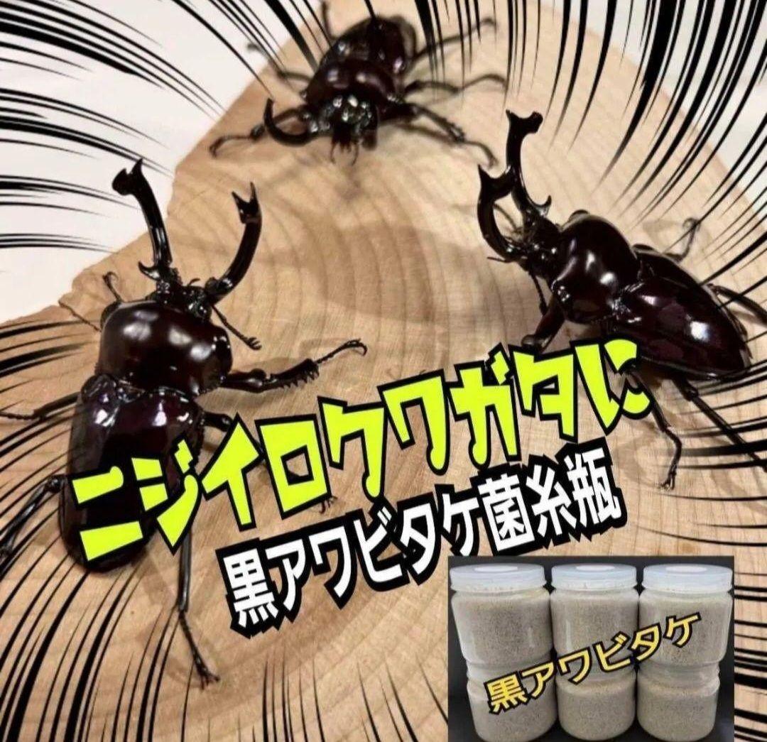 ニジイロクワガタにお薦め！黒アワビタケ菌糸瓶【８本】オオクワ、ヒラタ、ノコギリに