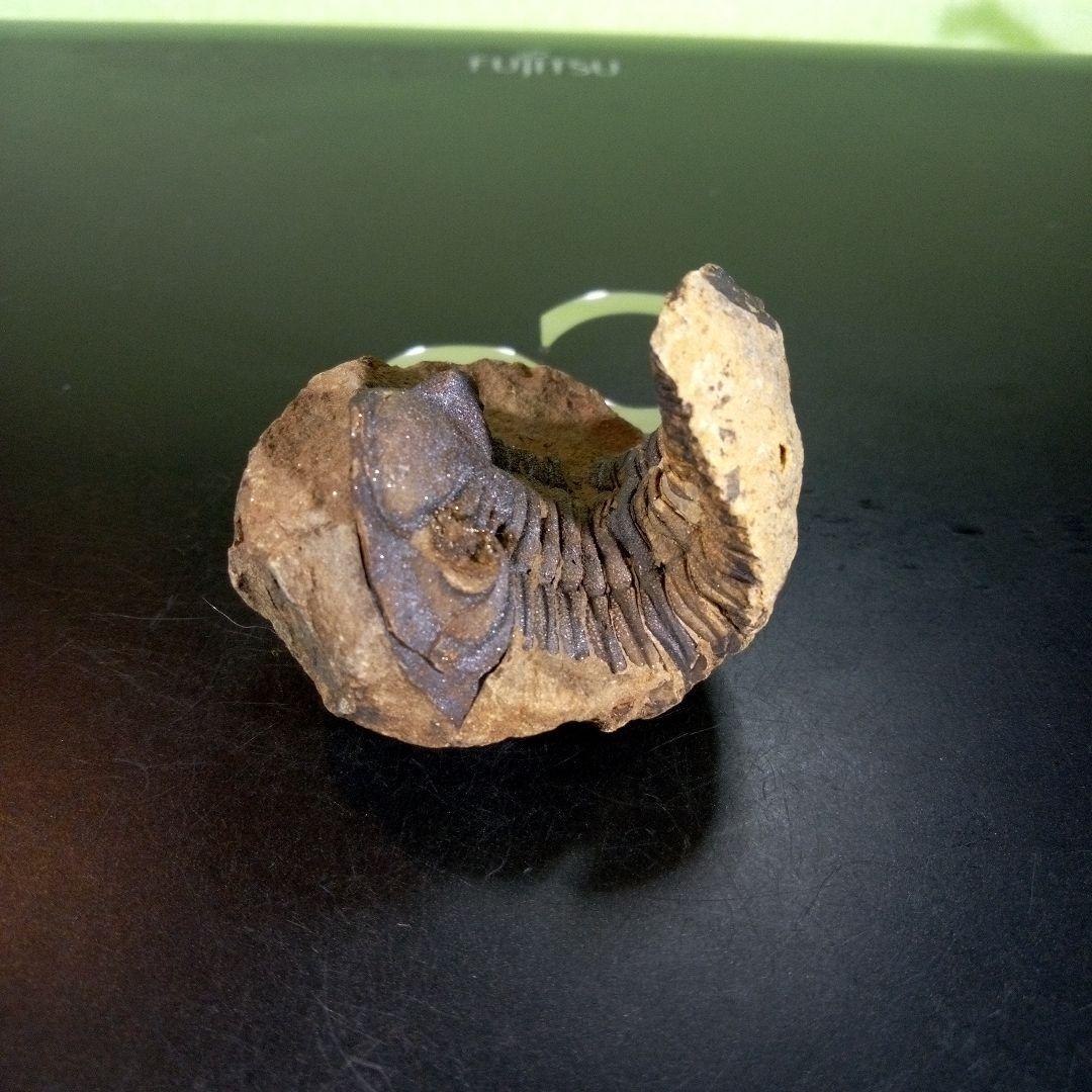 三葉虫　化石　ボリビア産　南アメリカ　trilobite　Bolivia三葉虫⑥