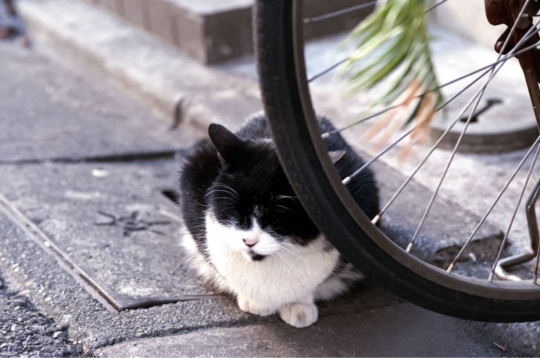 年始のセール！OLYMPUS ZUIKO MACRO 90mm F2
