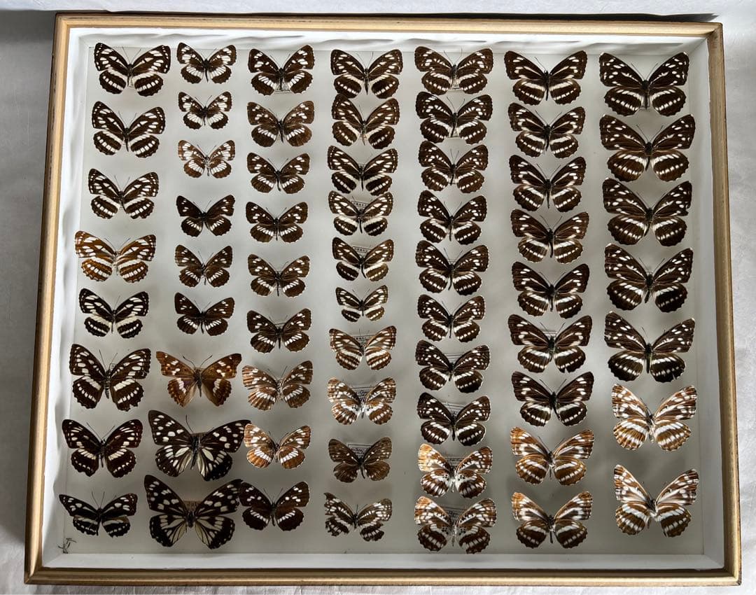 コミスジ蝶採取82/84/88年標本ガラス木箱現状品のみ50x41x6cm