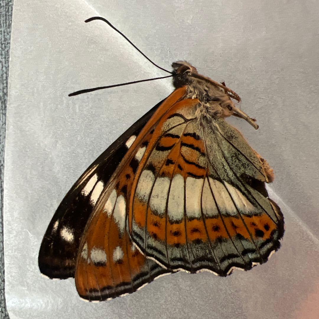 オオイチモンジチョウ　モンゴル産10頭セット売り