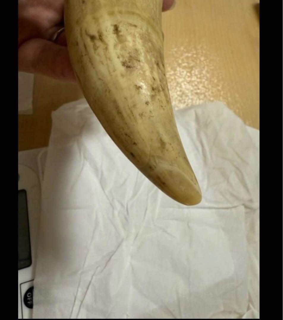 ■抹香鯨 鯨歯 牙