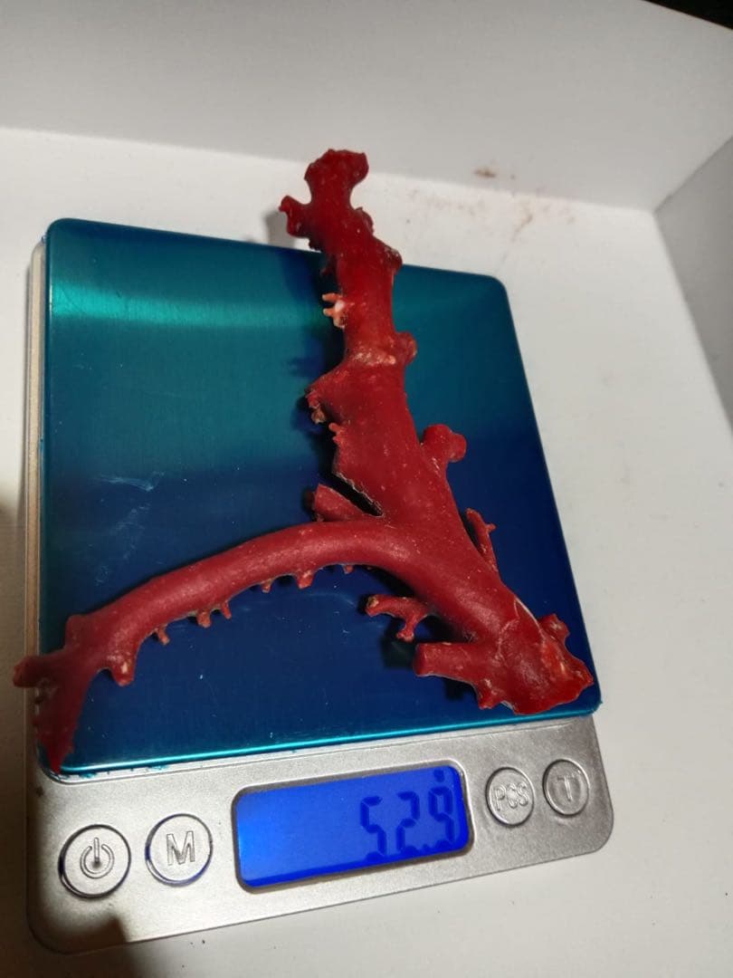 赤いさんご枝状陶芸品 52.9g