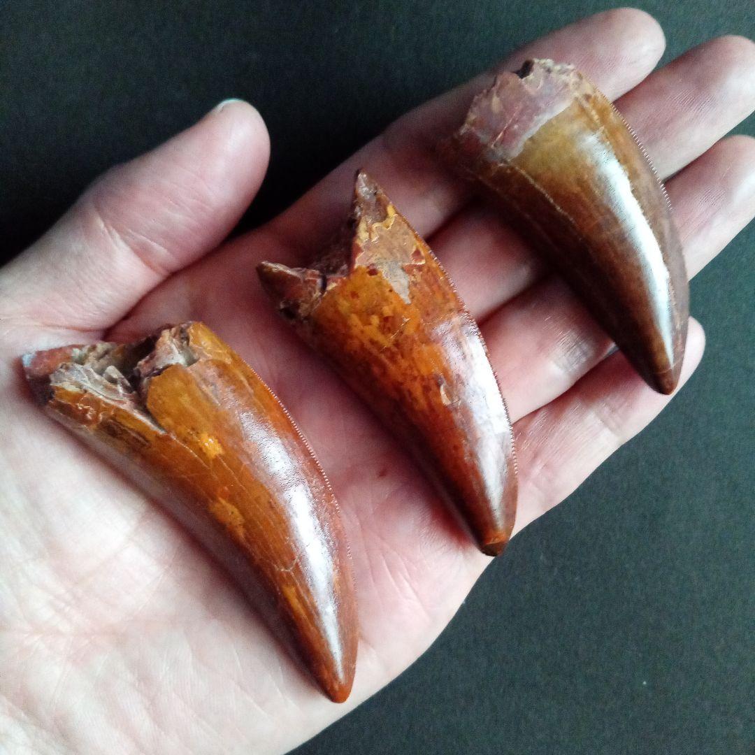 歯化石　恐竜　アフリカ獣脚類　極美麗　高品質標本