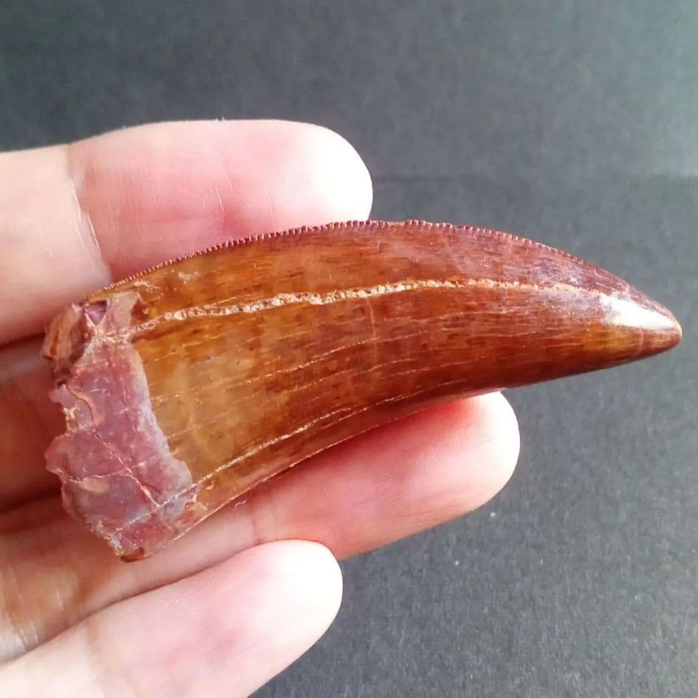 歯化石　恐竜　アフリカ獣脚類　極美麗　高品質標本